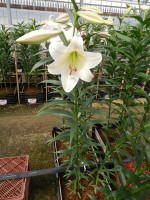 [5155 White Triumph VZ No02.JPG]